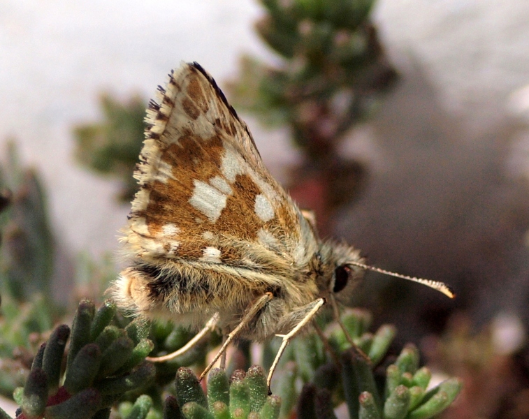 Pyrgus...?  Pyrgus carlinae